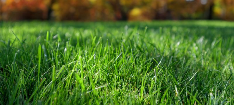 Winter Lawn Maintenance