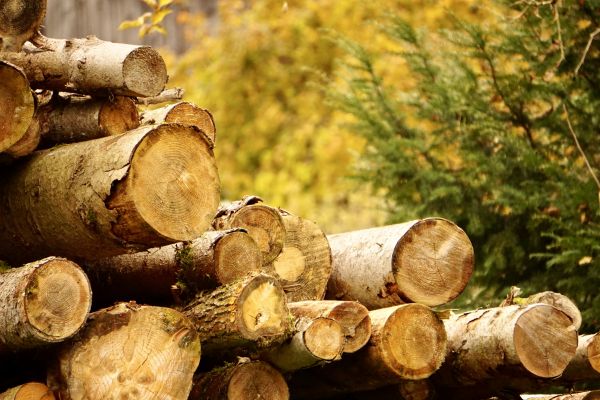 Wood Pile Removal in Carlsbad