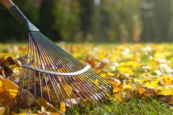 Leaf Raking Service in Carlsbad