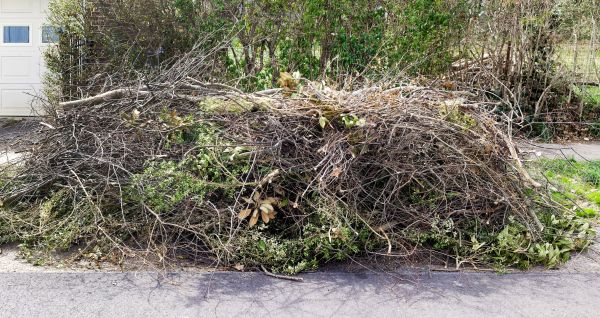 Tree Limb Cleanup in Carlsbad