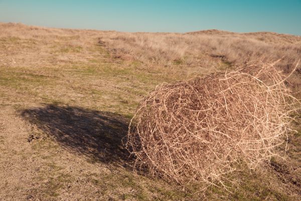 Tumbleweed Removal in Carlsbad