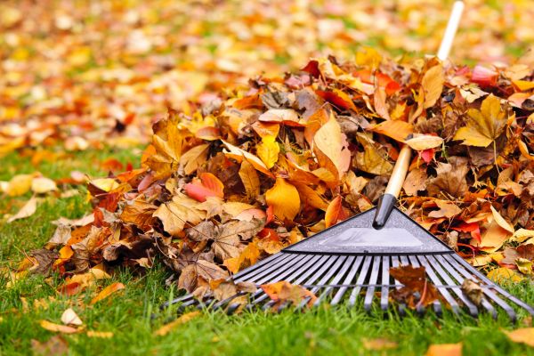 Yard Leaf Removal in Carlsbad