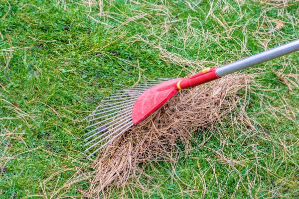 Pine Straw Raking in Carlsbad