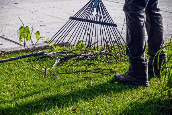 Yard Debris Cleanup in Carlsbad