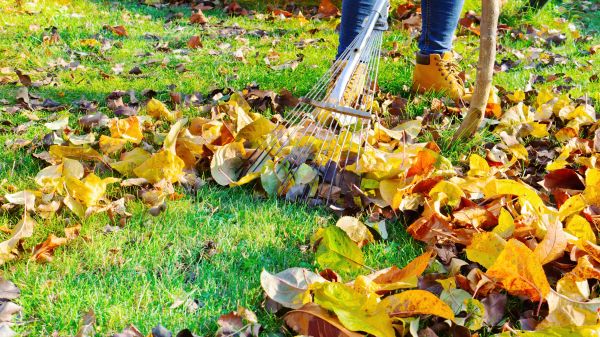 Lawn Cleanup Service in Carlsbad