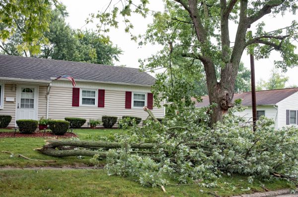 Fallen Branch Removal in Carlsbad